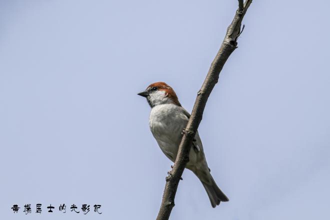 IMG_1317 - 副本.JPG